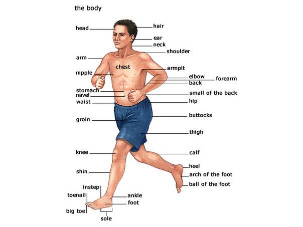 Learning English with pictures - Human body and health